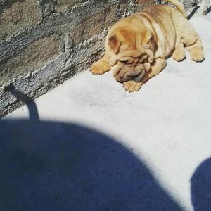 Sharpei