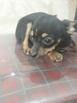 Vendo Cachorra Chiguagua