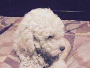 Vendo Cachorros Poodle