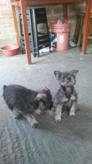 Vendo Cachorros Schnauzer