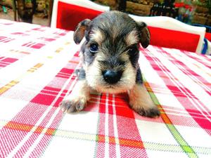 Vendo Cachorros Schnauzer