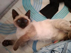 Vendo Gato Siames de 2.5 Meses, Macho