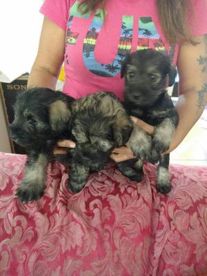 Vendo Jugetones Schnauzer