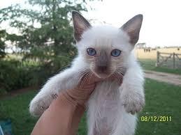 lindos gatitos siames ojos azules oferta,cl..