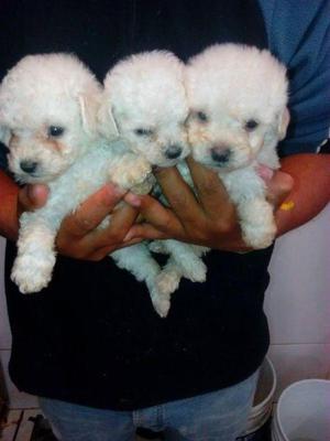 poodle cachorros toy