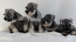 schnauzer toy de los enanitos vacunados bellos cachorritos