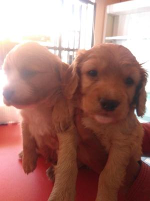 vendo cachorros cocker spanic S/