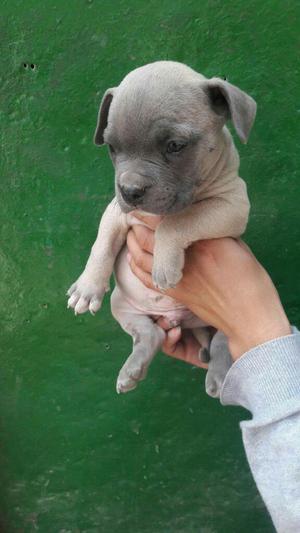 American Bully