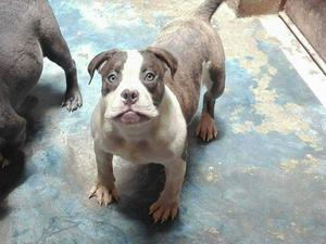 American Bully