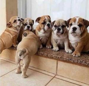 BULLDOG INGLES CACHORROS