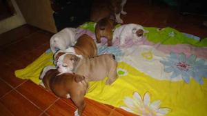 BULLDOG INGLES CACHORROS DE RAZA HERMOSOS