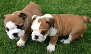 BULLDOG INGLES PRECIOSOS CACHORRITOS