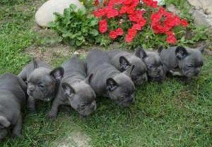 Bluee Pied Bulldogs Francés