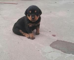 CACHORROS FINOS ROTTWEILER