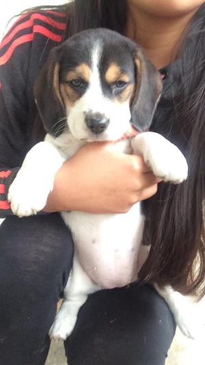 Cachorrita Beagle