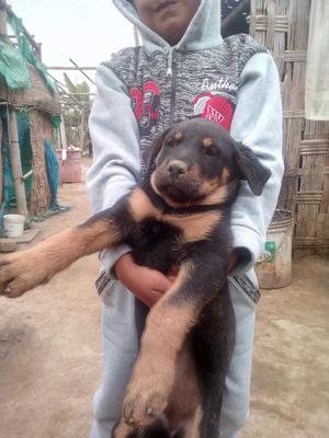 Cachorro Hembra Rotweiler