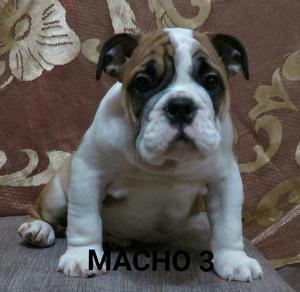 Cachorros Bulldog Ingles