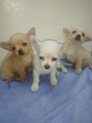 Cachorros Chihuahua Toy