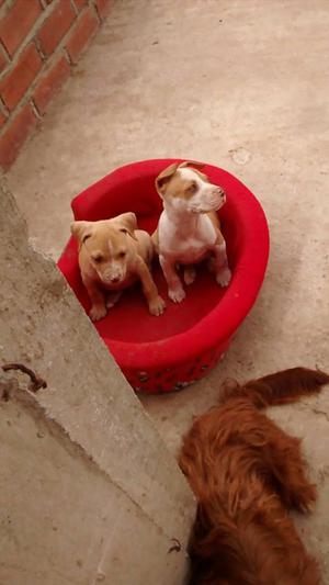 Cachorros Pitbull a la venta CAÑETE/LIMA