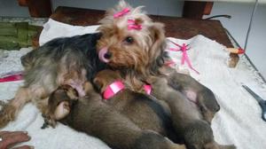 Cachorros Yorkie en Venta