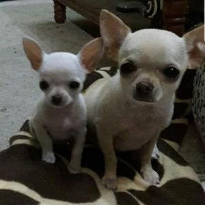 Chihuahua con Pedigri Se Acepta Tarjeta