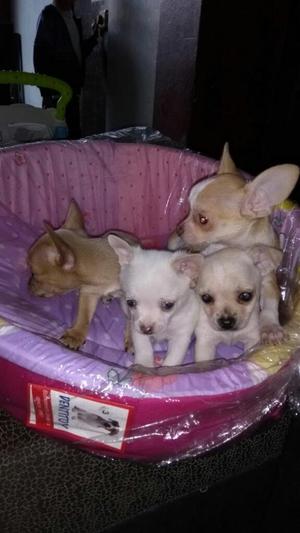 Chihuahuas Toy Blancos