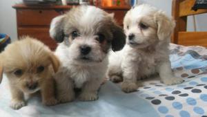 Chitzu Cruzado con Pekines