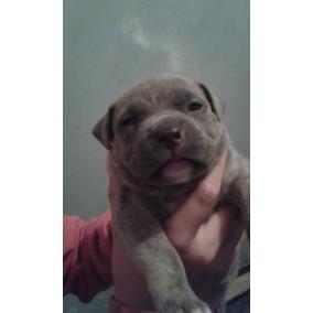 En venta American bully Cachorrito