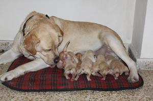 FINOS CACHORRITOS LABRADOR