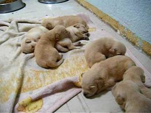 GOLDEN RETRIEVER CACHORROS