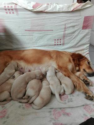 Golden Retriver