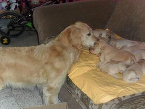 HERMOSOS CACHORRITOS GOLDEN RETRIEVER
