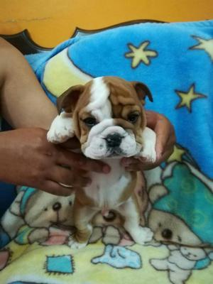 Hermosos Bulldog Ingles 50 Dias D Nacido