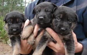 PASTOR CACHORROS PARA GUARDIANES