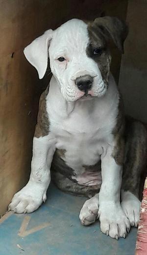 Se Vende Cachorra Pitbull de 2meses