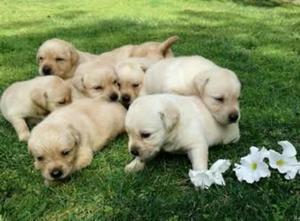 Se Vende Lindos Cachorros Labrador
