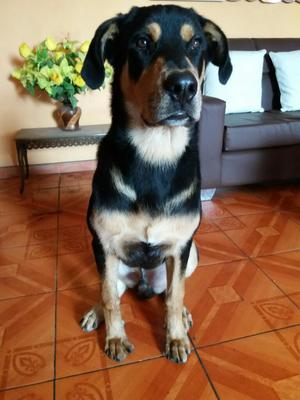 Se Vende Rottweiler