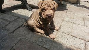 Sharpei Cachorra