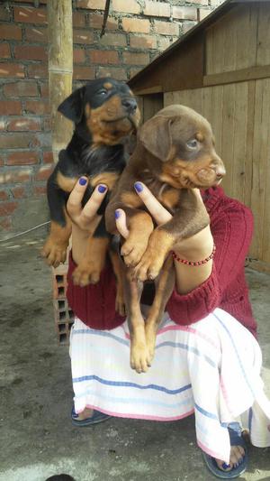 Vendo Cachorros Doberman