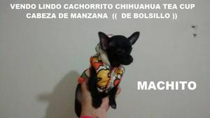 Vendo Excepcional BeBE Chihuahua Tea Cup Cabeza De Manzana