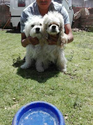 Vendo Perritas Blancas