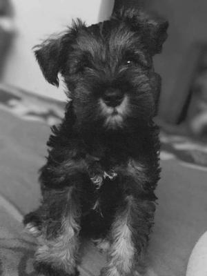Vendo Perros Schnauzer