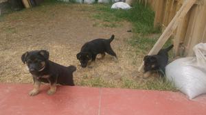 Venta de Cachorros Pastor Aleman 450