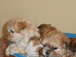 cachorros shih tzu