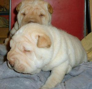 en Venta Mis Cachorros Sharpei