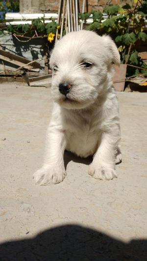 hermoso cachorro schnauzer blanco macho