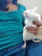 Rata Laboratorio Albina Ratón Mascota Hámster