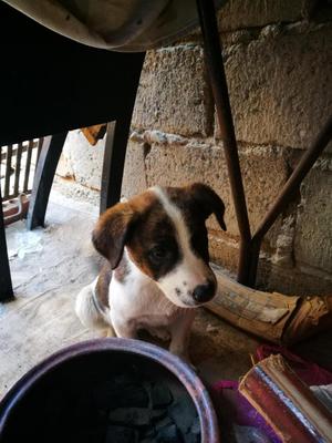 Adopcion Perritos Criollos 3 meses