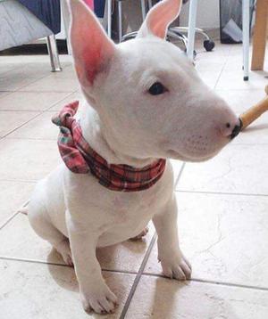 Bull Terrier