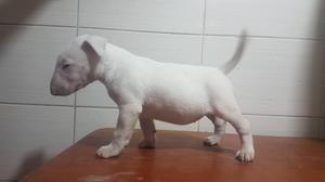 Bull Terrier Hembra Se vende Cachorra BullTerrier Blanca